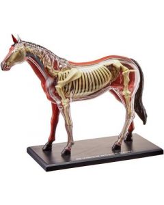 4 Dm -26101Vision Horse Anatomi