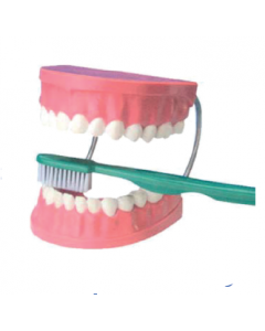 Aky-Ip0289 Diş Fırçalama Modeli